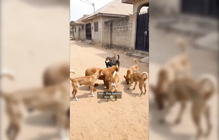 LiL Fella dressed up like a dog and here's what happened