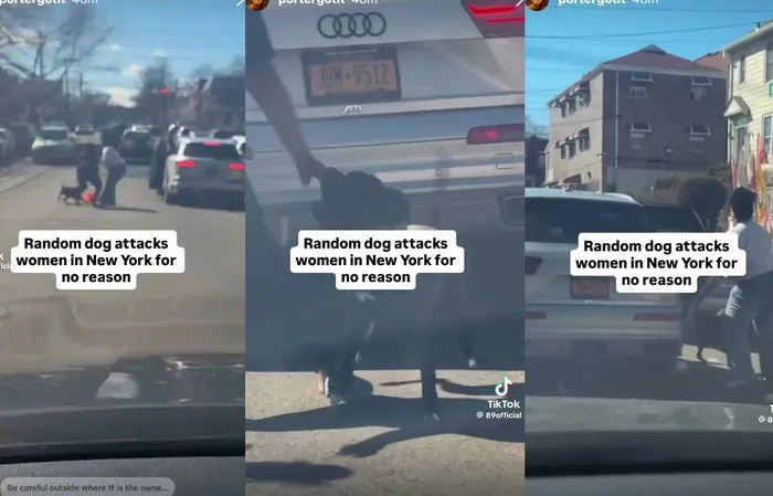 Another random pit bull attack