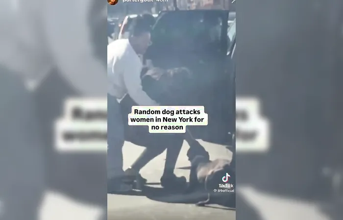 Another random pit bull attack