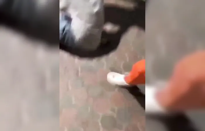Dog abuser gets YANKED on a collar for revenge