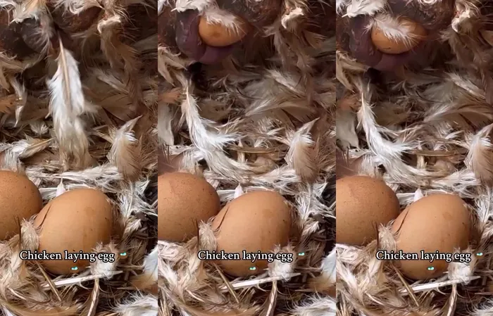 Just a chicken laying an egg