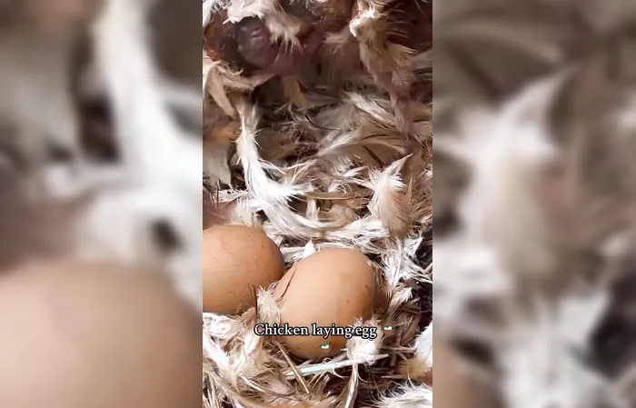 Just a chicken laying an egg
