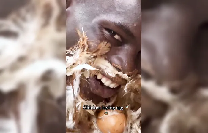 Just a chicken laying an egg