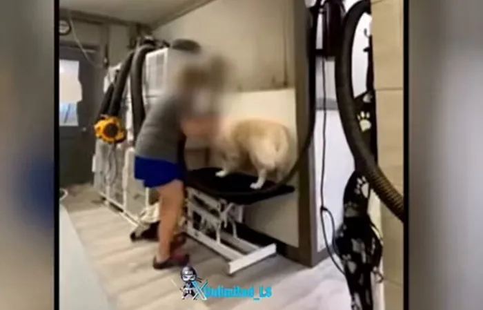 Dog groomer fired after videos show alleged beatings