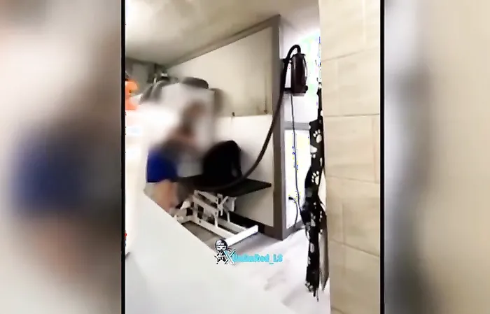 Dog groomer fired after videos show alleged beatings