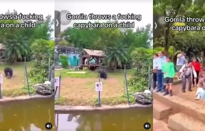 Gorilla throws pile of dirt at child