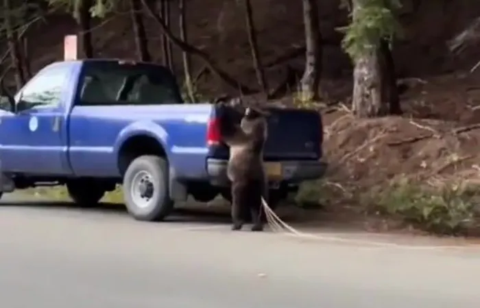 Bear walks around with 12-foot parasite sticking out of its ass