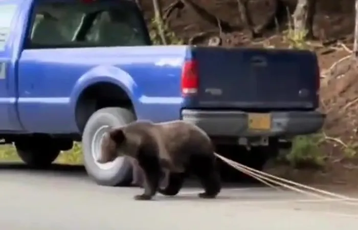 Bear walks around with 12-foot parasite sticking out of its ass