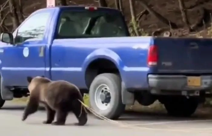 Bear walks around with 12-foot parasite sticking out of its ass