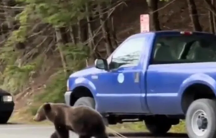Bear walks around with 12-foot parasite sticking out of its ass