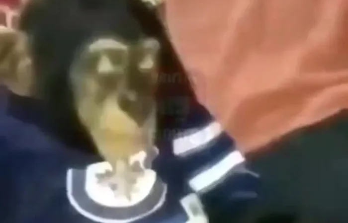 Where do you get a monkey from?