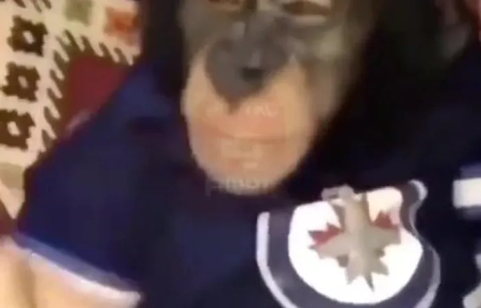 Where do you get a monkey from?