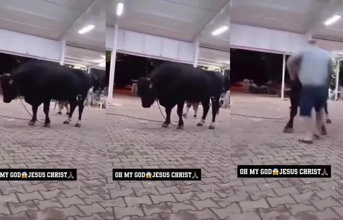 Man vs Bull - who ya got?