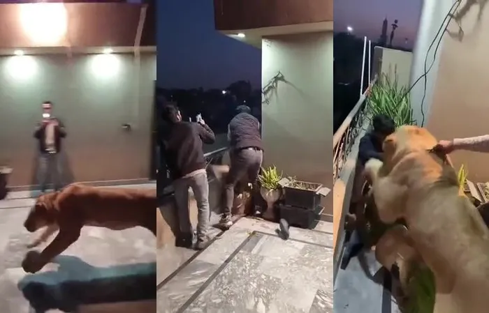 FAFO: This is why you don't have a PET LION