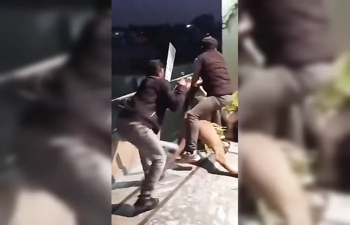 FAFO: This is why you don't have a PET LION