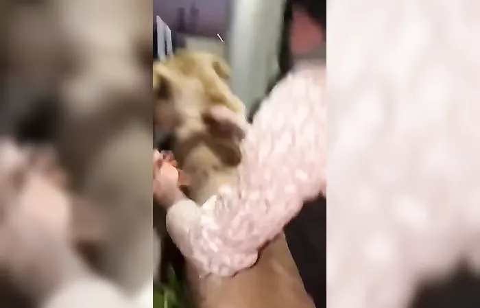 FAFO: This is why you don't have a PET LION