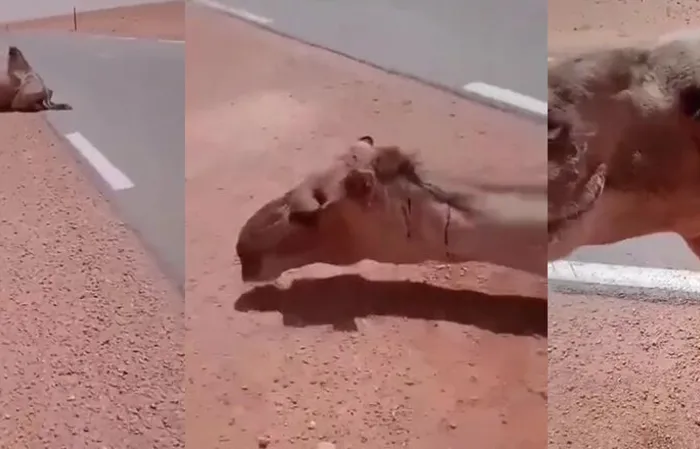 Truck driver stops to give water to thirsty camel