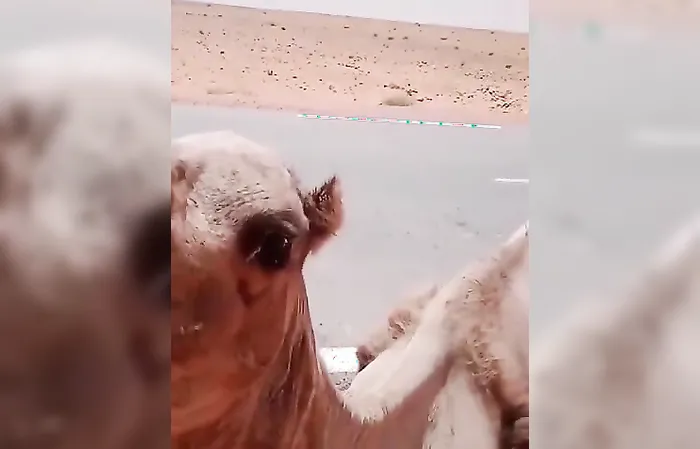 Truck driver stops to give water to thirsty camel