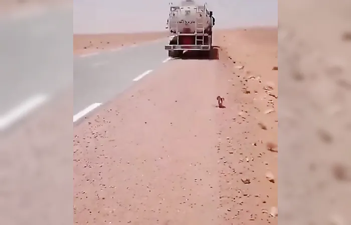 Truck driver stops to give water to thirsty camel