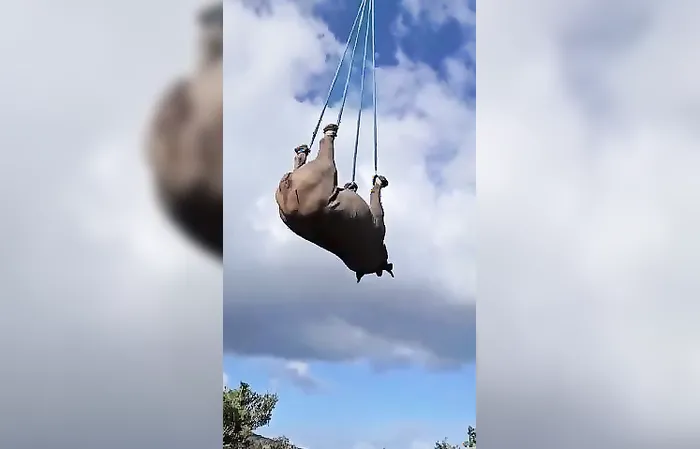 How did Rosie O'Donnell get to Ireland?