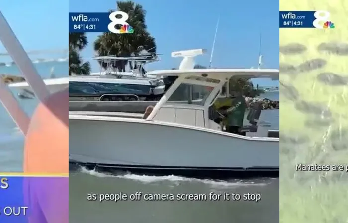 Manatees should pay taxes