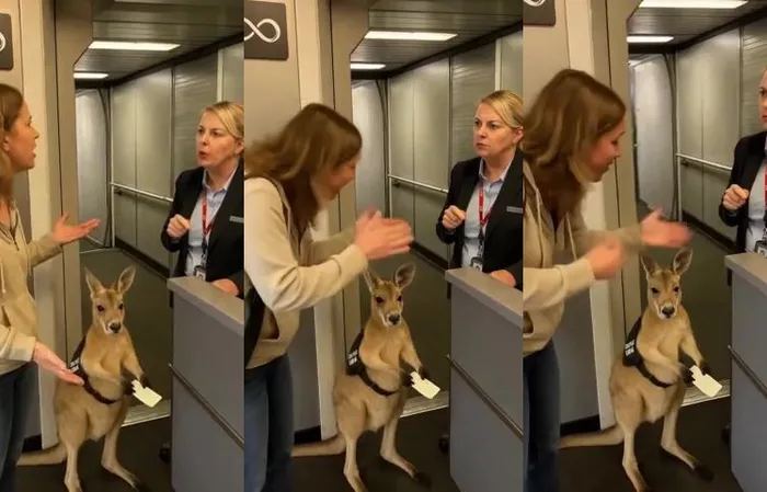 Woman can't take kangaroo on flight, even though it has a ticket