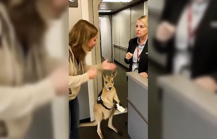 Woman can't take kangaroo on flight, even though it has a ticket