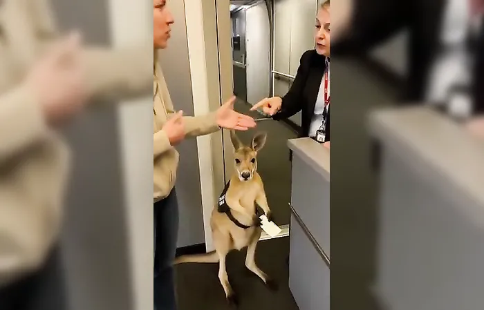 Woman can't take kangaroo on flight, even though it has a ticket