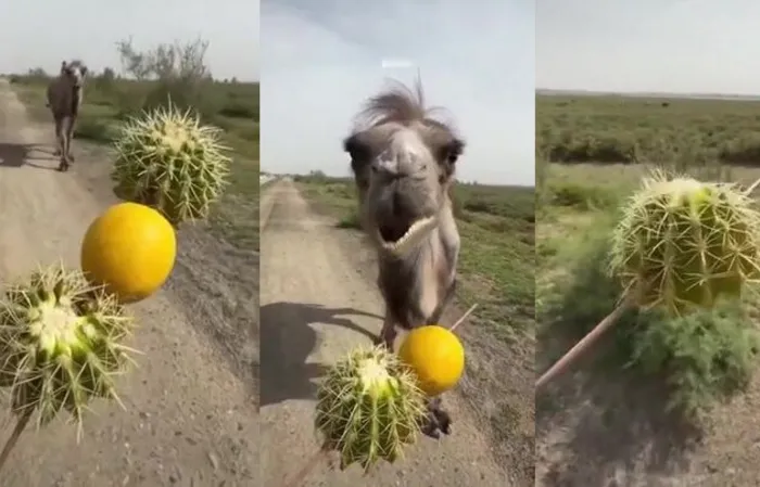 Camel’s reaction to being tricked into eating a lemon