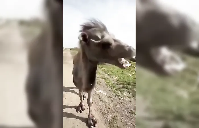 Camel’s reaction to being tricked into eating a lemon