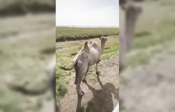 Camel’s reaction to being tricked into eating a lemon