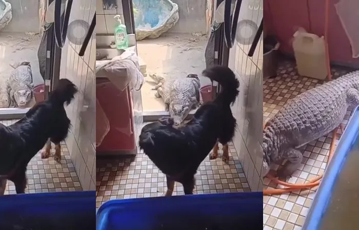 Wait for it... I did not expect the end of this video