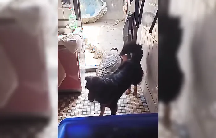 Wait for it... I did not expect the end of this video