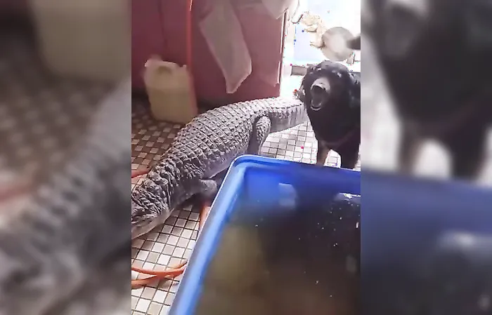 Wait for it... I did not expect the end of this video