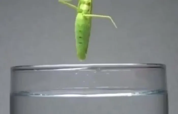 Putting a Praying Mantis in water to get the parasite out
