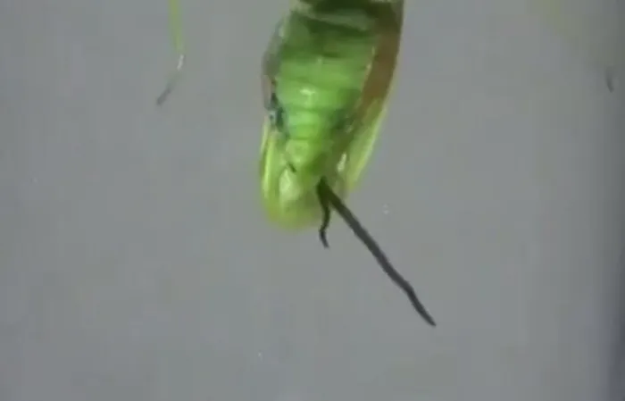 Putting a Praying Mantis in water to get the parasite out