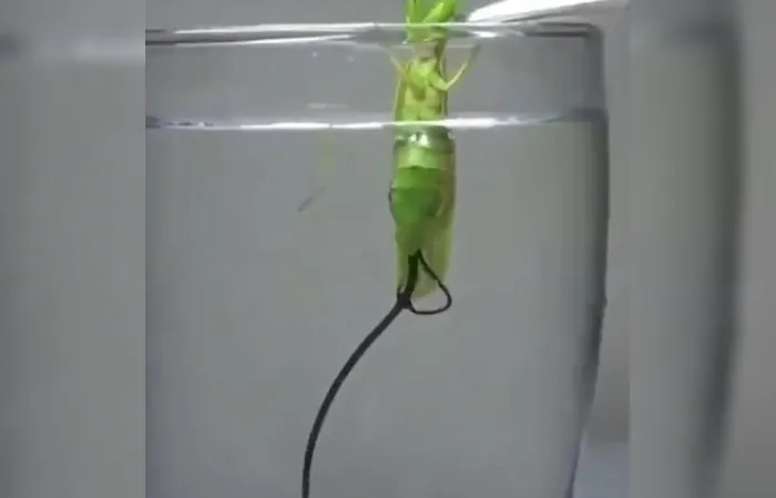 Putting a Praying Mantis in water to get the parasite out