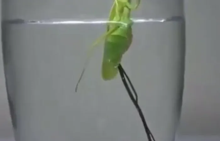 Putting a Praying Mantis in water to get the parasite out