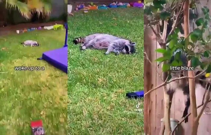 Raccoon accidentally eats an edible, gets completely stoned