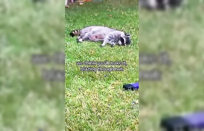Raccoon accidentally eats an edible, gets completely stoned