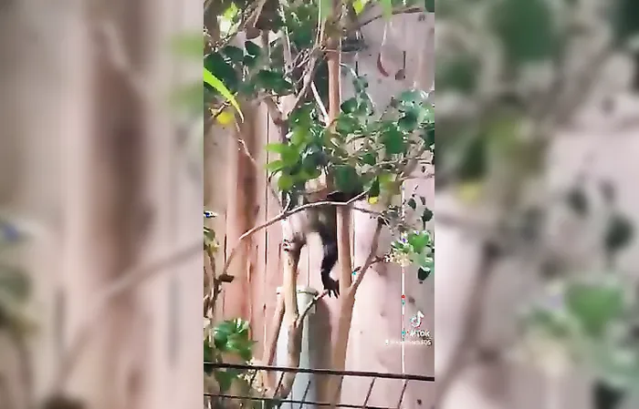 Raccoon accidentally eats an edible, gets completely stoned