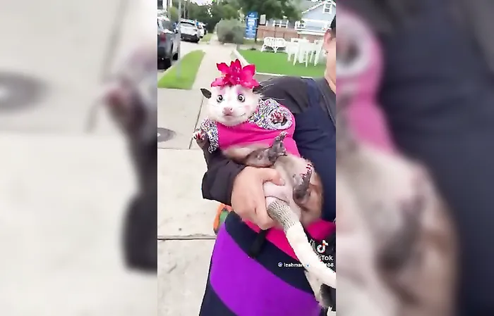 Woman shows off her very dressed up possum