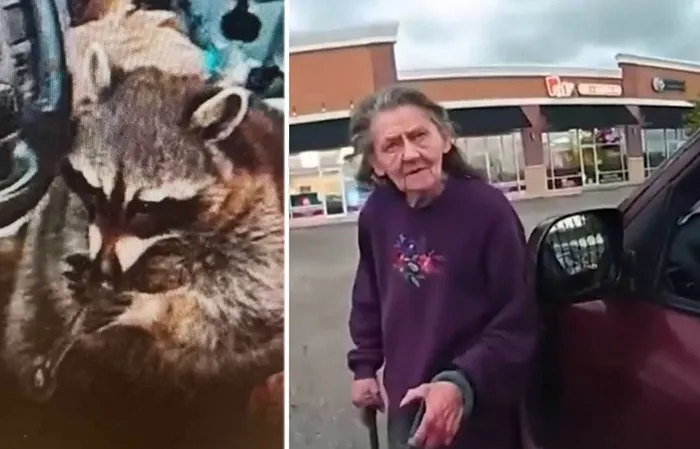 Pet raccoon holding meth pipe leads to drug bust