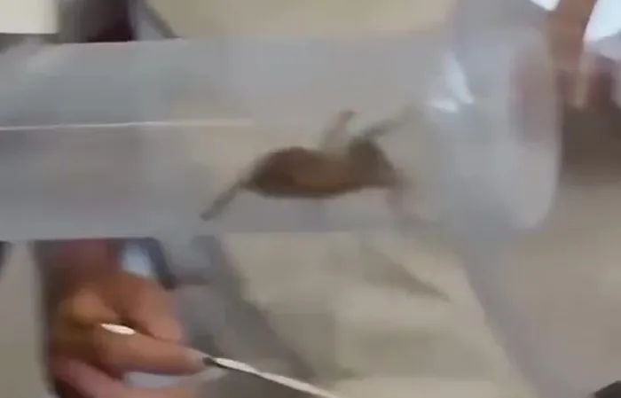 Guys try to blow spiders into each other's mouth