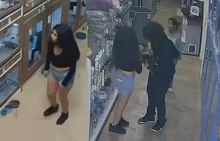 Thieves steal three puppies, a turtle, and more - then get busted on camera