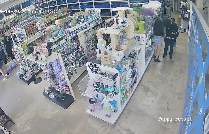 Thieves steal three puppies, a turtle, and more - then get busted on camera