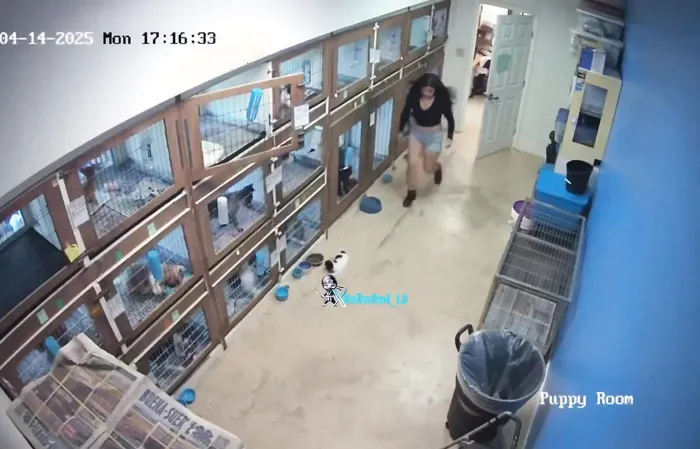 Thieves steal three puppies, a turtle, and more - then get busted on camera