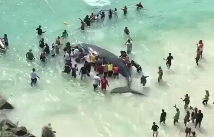 Antonio Brown mocks Lizzo. Maybe he’s crushing on her…