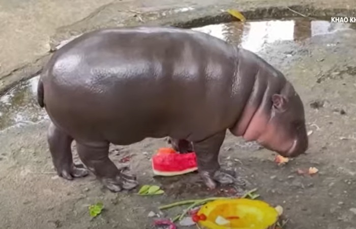 Baby hippo Moo Deng predicted Trump to win election