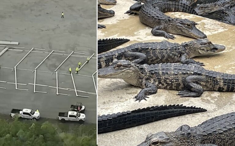 Appeals court prevents ‘Alligator Alcatraz’ shutdown, keeping it open